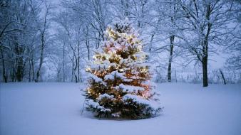 Winter snow trees forests new year spruce pine wallpaper