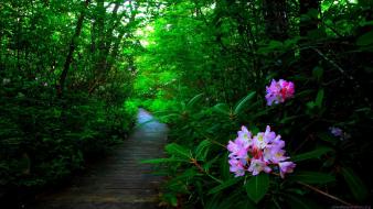 Landscapes nature trees wallpaper