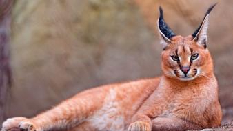 Nature cats animals long ears caracal wild wallpaper