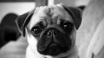 Dogs pug wallpaper