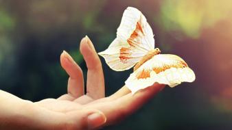Butterflies tablet wallpaper