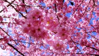 Nature cherry blossoms flowers spring branches pink wallpaper