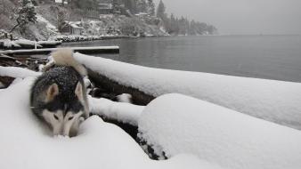 Snow dog wallpaper