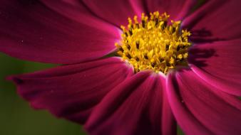 Flowers violet yellow wallpaper