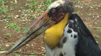 Storks birds wallpaper