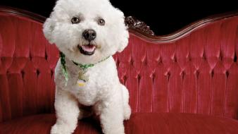 Animals dogs bichon frise wallpaper