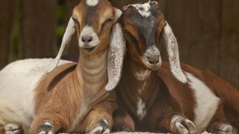 Animals goats wallpaper