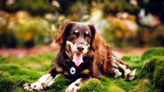 Animals grass dogs bokeh open mouth blurred background wallpaper