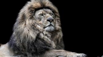 Animals lions wallpaper