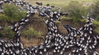 Animals mara kenya wildebeest wallpaper