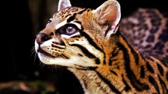 Animals ocelots wallpaper