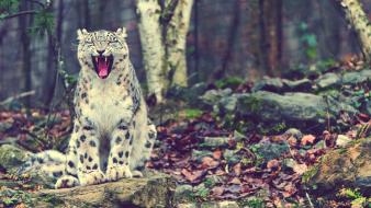 Animals snow leopards wallpaper