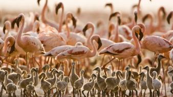 Birds flamingos tanzania baby wallpaper