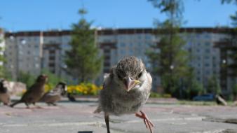Birds sparrow blurred background wallpaper