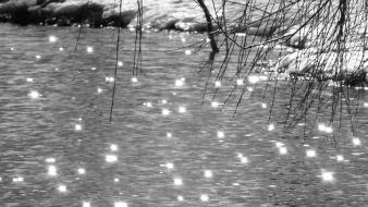 Black and white winter wallpaper