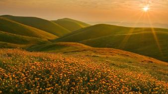 California cluster wildflowers wallpaper