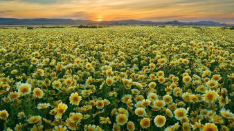 California monument plain wildflowers wallpaper
