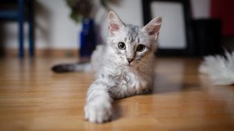 Cats animals yellow eyes wallpaper