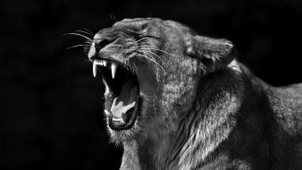 Cats lions wallpaper