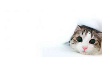Cats wallpaper