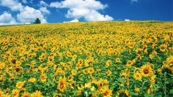 Clouds landscapes nature flowers sunflowers wallpaper