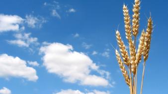 Clouds nature plants skyscapes rye wallpaper