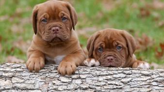 Dogs puppies dogue de bordeaux wallpaper