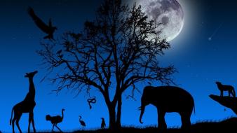 Elephants ostrich blue background giraffes night sky wallpaper