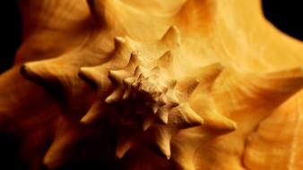 Fibonacci digital art golden ratio spirals wallpaper
