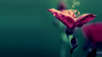 Flowers bokeh pink wallpaper