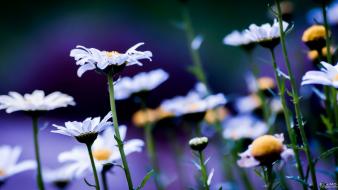 Flowers chamomile white daisies wallpaper