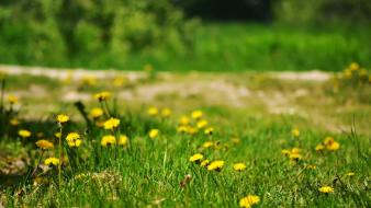 Flowers grass yellow wallpaper