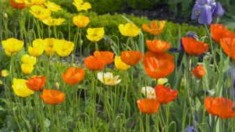 Flowers iceland poppies irises wallpaper