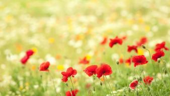 Flowers red poppies wallpaper