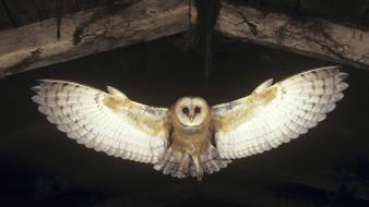 Flying birds owls barn wallpaper