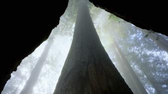 Fog california redwood trees wallpaper