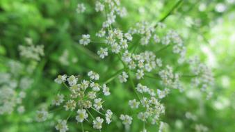 Green nature flowers wallpaper