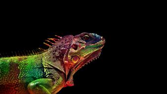 Multicolor lizards rainbows reptiles black background wallpaper