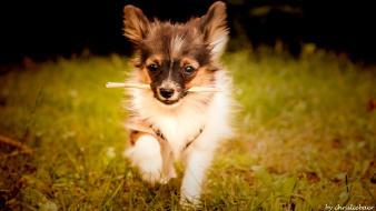 Nature animals grass dogs puppies papillon wallpaper