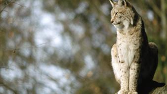 Nature animals lynx blurred background wallpaper