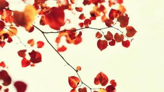 Nature autumn (season) leaves bokeh white background wallpaper