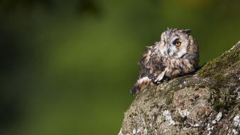 Nature birds owls wallpaper