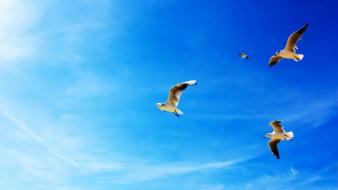 Nature birds seagulls wallpaper