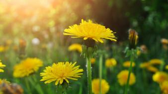 Nature flowers dandelions wallpaper