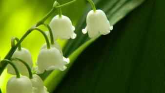 Nature flowers lily of the valley white