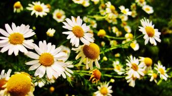 Nature flowers white daisies wallpaper