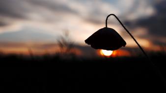 Nature sun flowers silhouette blurred background wallpaper