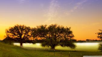 Nature trees grass morning wallpaper