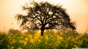 Nature trees spring (season) wallpaper