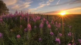 Sunset alberta wildflowers wallpaper